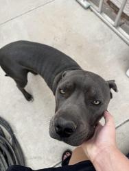 Found/Stray Male Dog last seen 83rd Ave and palm, Phoenix, AZ 85035