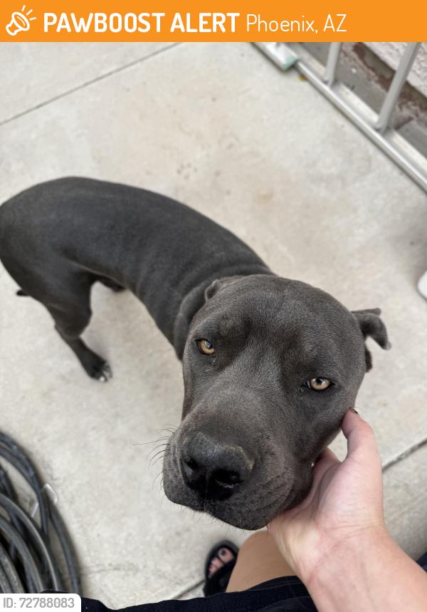 Found/Stray Male Dog last seen 83rd Ave and palm, Phoenix, AZ 85035