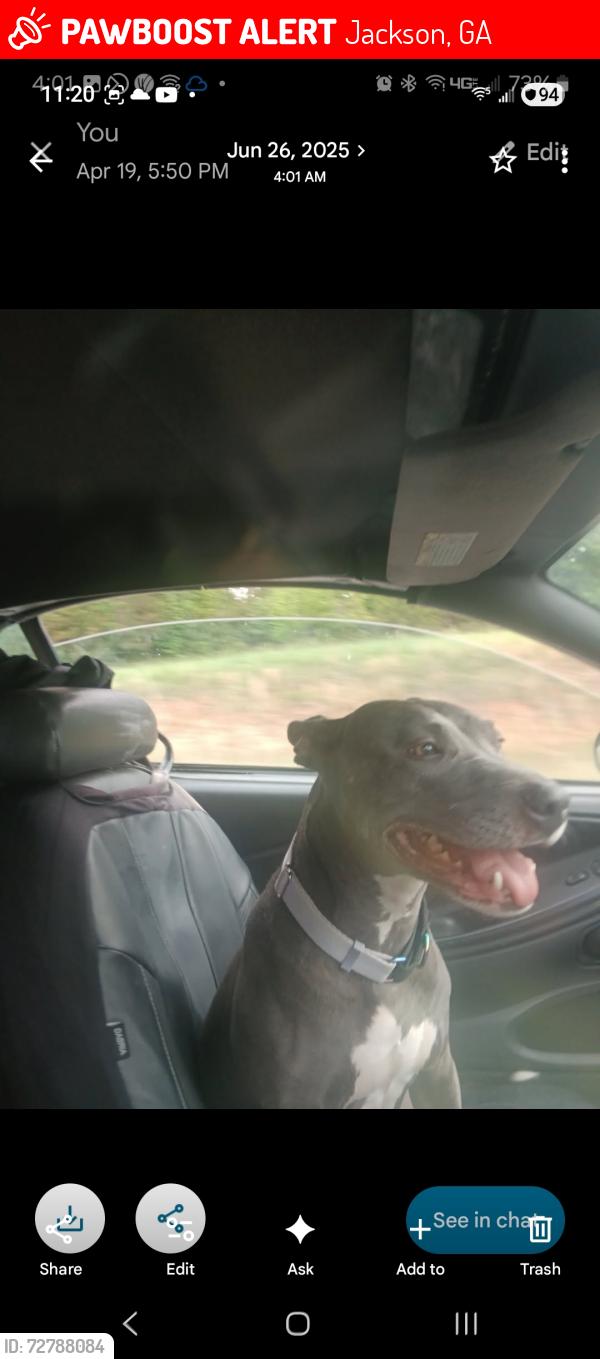 Lost Female Dog last seen High Falls, Jackson, GA 30233