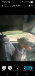 Lost Female Dog last seen High Falls, Jackson, GA 30233