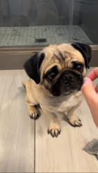 Lost Male Dog last seen Charleston blvd, Las Vegas, NV 89104