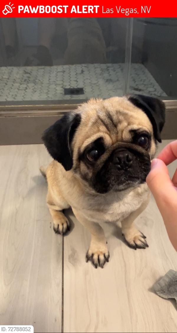 Lost Male Dog last seen Charleston blvd, Las Vegas, NV 89104