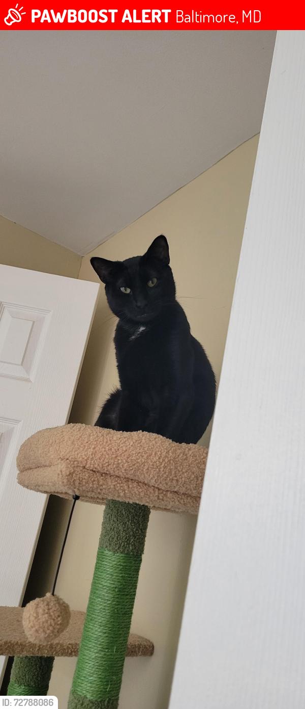 Lost Male Cat last seen Wellesley, Baltimore, MD 21229