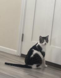 Lost Male Cat last seen 42nd Ave in Cloverleaf Villiage , Moline, IL 61265