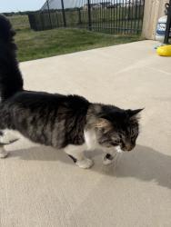 Lost Unknown Cat last seen 119th and 37th, Wichita, KS 67223