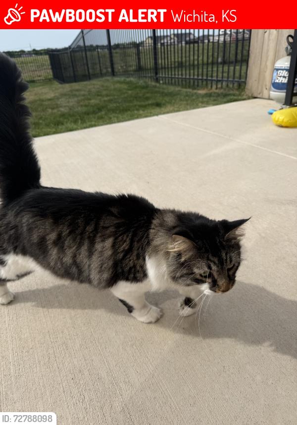 Lost Unknown Cat last seen 119th and 37th, Wichita, KS 67223