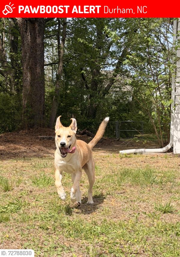 Lost Female Dog last seen Near Leesville Rd, Durham, NC 27703, Durham, NC 27703