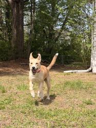 Lost Female Dog last seen Near Leesville Rd, Durham, NC 27703, Durham, NC 27703