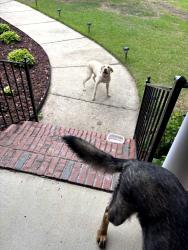 Found/Stray Female Dog last seen Canterbury neighborhood , Fayetteville, NC 28306