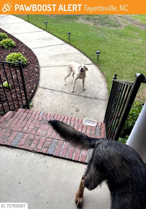 Found/Stray Female Dog last seen Canterbury neighborhood , Fayetteville, NC 28306