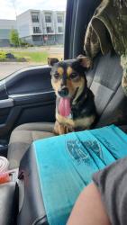 Lost Female Dog last seen Allen Rd and Bruceton Dr, Clarksville, TN 37042