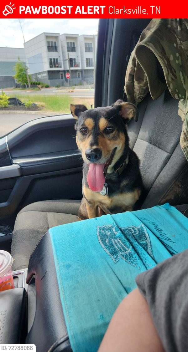 Lost Female Dog last seen Allen Rd and Bruceton Dr, Clarksville, TN 37042