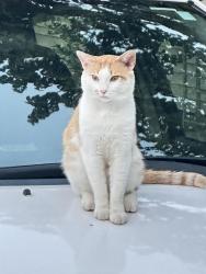 Lost Male Cat last seen Spring Meadow, Acworth, GA 30101