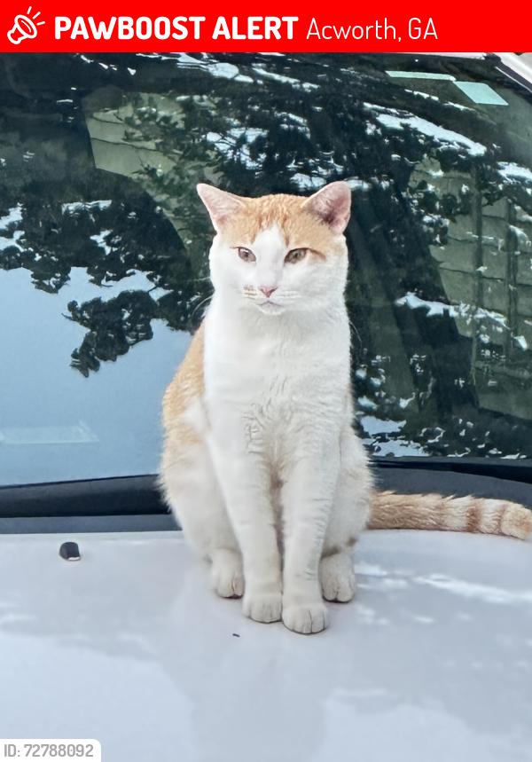 Lost Male Cat last seen Spring Meadow, Acworth, GA 30101