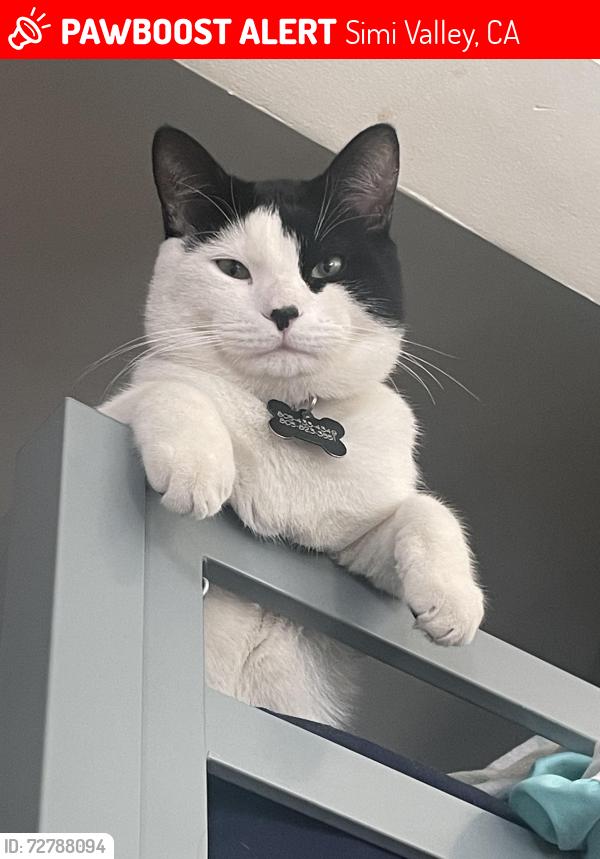 Lost Male Cat last seen Kuehner Drive, Simi Valley, Simi Valley, CA 93063