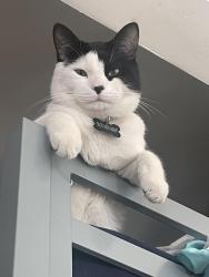 Lost Male Cat last seen Kuehner Drive, Simi Valley, Simi Valley, CA 93063