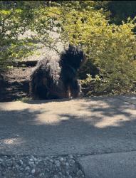 Found/Stray Unknown Dog last seen Meadow & Hillcrest, Dallas, TX 75230