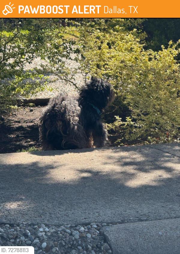 Found/Stray Unknown Dog last seen Meadow & Hillcrest, Dallas, TX 75230