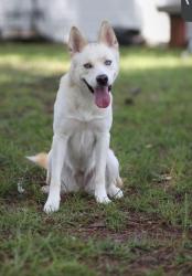 Lost Female Dog last seen Chevron In front of Lynn’s in Havana fl , Havana, FL 32333