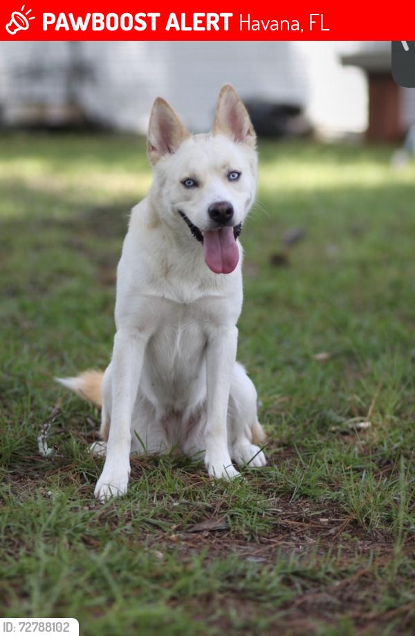 Lost Female Dog last seen Chevron In front of Lynn’s in Havana fl , Havana, FL 32333
