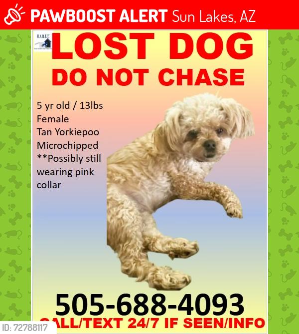 Lost Female Dog last seen Sun Lakes Blvd. and Riggs Roac, Sun Lakes, AZ 85248