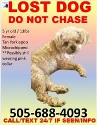 Lost Female Dog last seen Sun Lakes Blvd. and Riggs Roac, Sun Lakes, AZ 85248