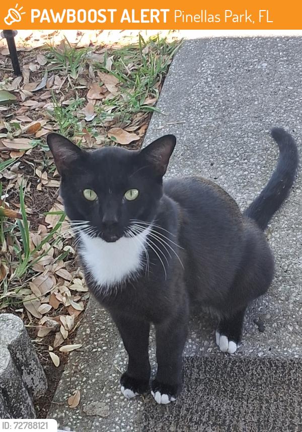 Found/Stray Male Cat last seen Park Blvd and US 19, Pinellas Park, FL 33780