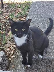 Found/Stray Male Cat last seen Park Blvd and US 19, Pinellas Park, FL 33780
