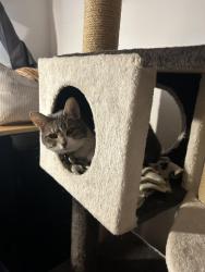 Lost Female Cat last seen Ruelle Cuvillier /davidson   , Montréal, QC H1W