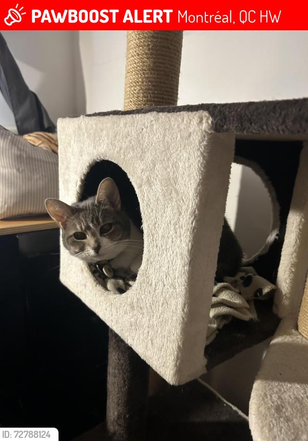 Lost Female Cat last seen Ruelle Cuvillier /davidson   , Montréal, QC H1W