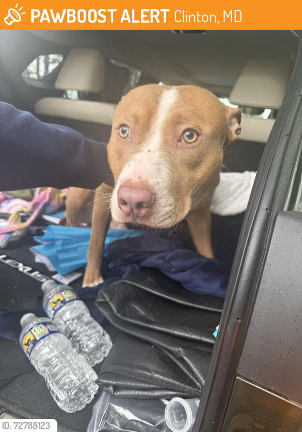 Found/Stray Male Dog last seen Thrift Rd, Clinton, MD 20735