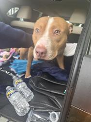 Found/Stray Male Dog last seen Thrift Rd, Clinton, MD 20735