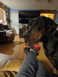 Found/Stray Female Dog last seen Hwy 2207, Gregg County, TX 75647
