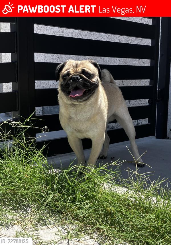 Lost Male Dog last seen E.Charleston Blvd And S. Maryland Parkway , Las Vegas, NV 89104