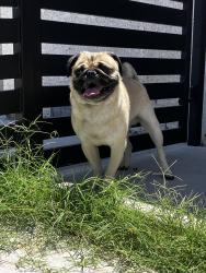 Lost Male Dog last seen E.Charleston Blvd And S. Maryland Parkway , Las Vegas, NV 89104