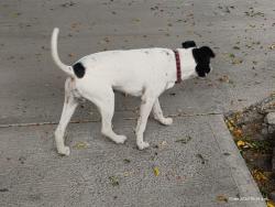 Found/Stray Male Dog last seen Parque San Lucas , Ciudad de México, CDMX 
