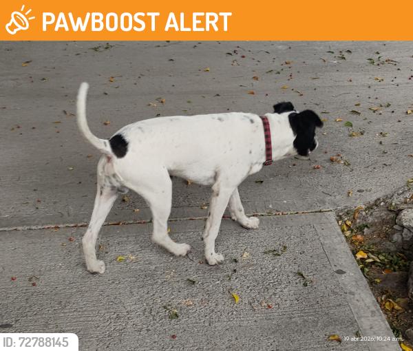 Found/Stray Male Dog last seen Parque San Lucas , Ciudad de México, CDMX 