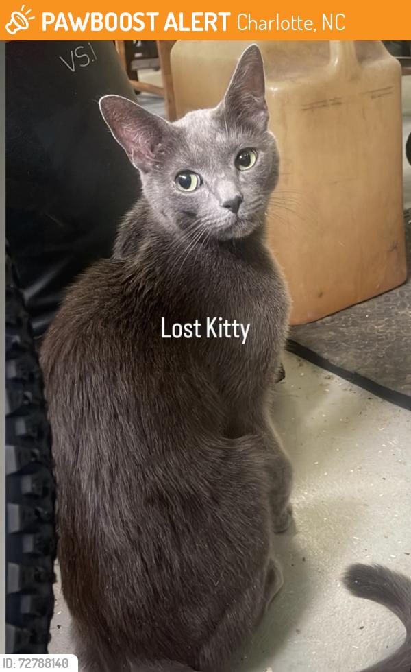 Found/Stray Female Cat last seen graymist dr, Charlotte, NC 28227