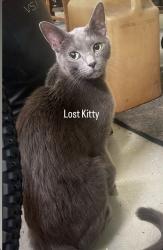 Found/Stray Female Cat last seen graymist dr, Charlotte, NC 28227