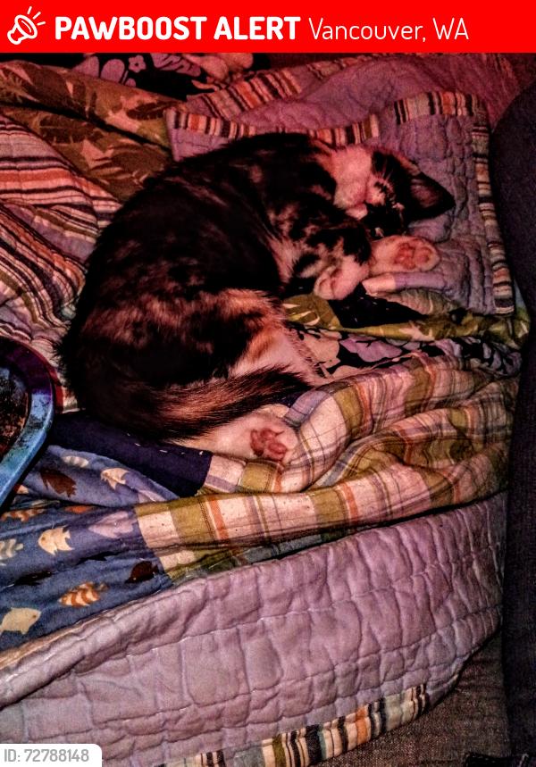 Lost Female Cat last seen Gibbons, Vancouver, WA 98661