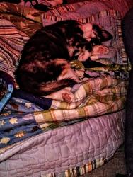 Lost Female Cat last seen Gibbons, Vancouver, WA 98661