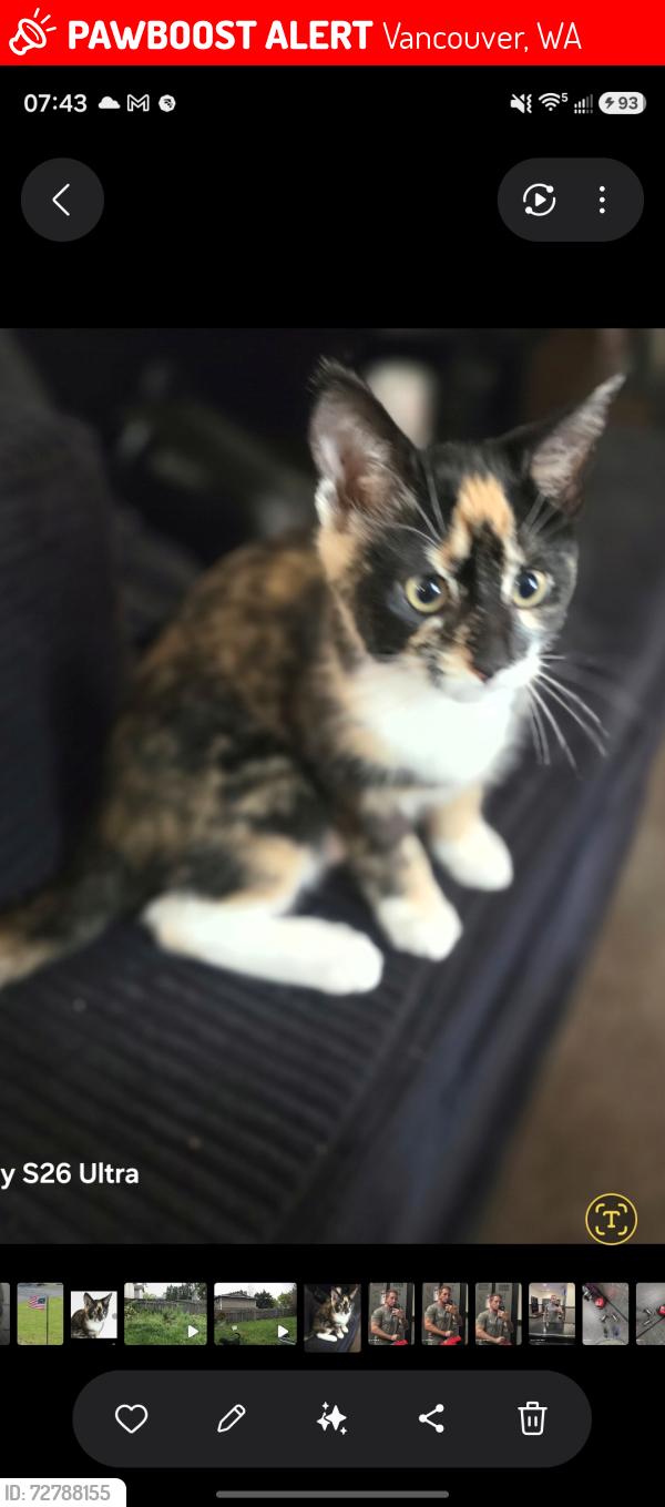 Lost Female Cat last seen Gibbons amd caples, Vancouver, WA 98661