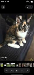 Lost Female Cat last seen Gibbons amd caples, Vancouver, WA 98661
