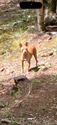 Found/Stray Unknown Dog last seen Easy street and Ridge Crest Rd, Wears Valley Rd, TN 37862