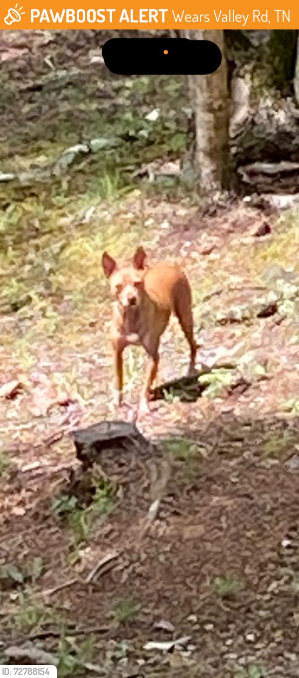 Found/Stray Unknown Dog last seen Easy street and Ridge Crest Rd, Wears Valley Rd, TN 37862