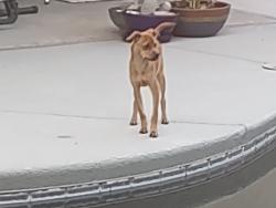 Lost Male Dog last seen Oracle / innovation parkway , Oro Valley, AZ 85755