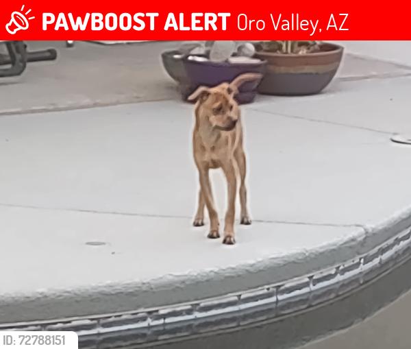 Lost Male Dog last seen Oracle / innovation parkway , Oro Valley, AZ 85755