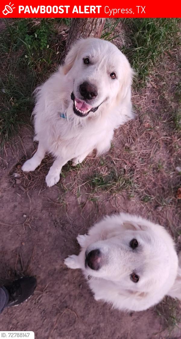 Lost Male Dog last seen Near Dula lane, Cypress, TX 77429
