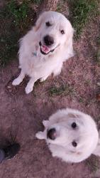 Lost Male Dog last seen Near Dula lane, Cypress, TX 77429