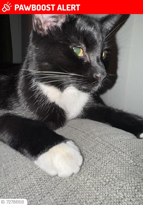 Lost Male Cat last seen Millfield Crescent, Braunstone Town, England 